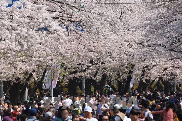 Hoa anh đào nở rộ tại Hàn Quốc