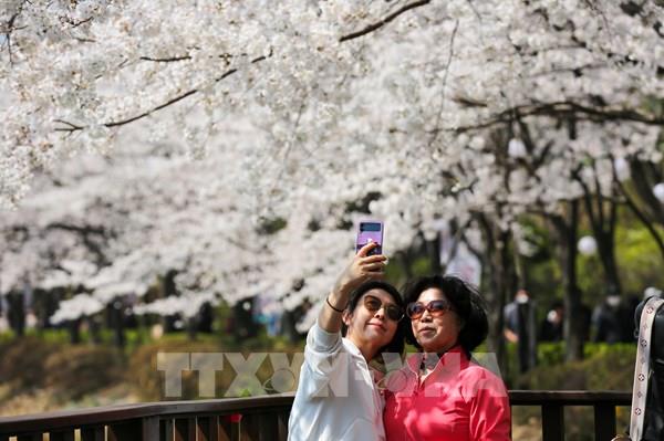 Hàn Quốc: Hoa anh đào nở rộ sớm do nhiệt độ cao bất thường