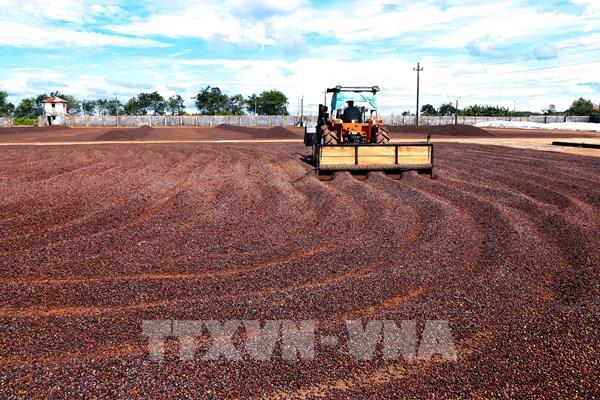 Giá cà phê có khả năng tiếp tục nóng do các quy định mới của EU