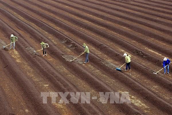 Giá cà phê nhân xô tại các tỉnh Tây nguyên giảm 400 – 500 đồng