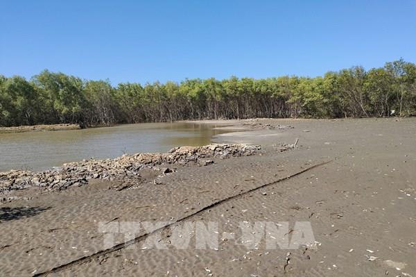 Bến Tre đề nghị làm rõ thông tin phá rừng để nuôi thủy sản sau phản ánh của TTXVN