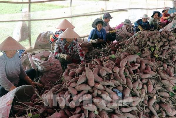 Trung Quốc cấp phép xuất khẩu cho 70 vùng trồng khoai lang Việt Nam