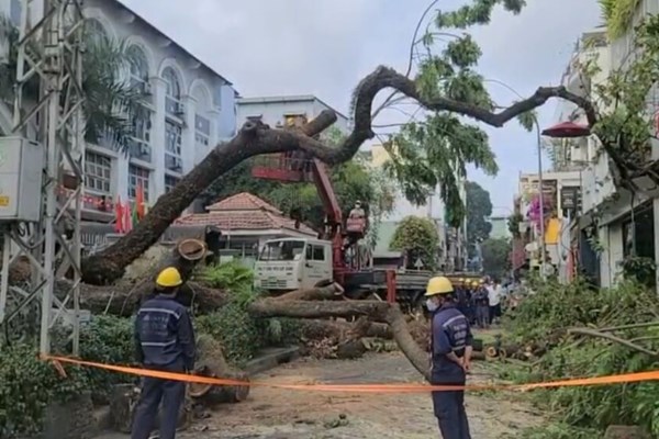 Vụ cây đổ trong trường học: Tp Hồ Chí Minh rà soát toàn bộ cây xanh