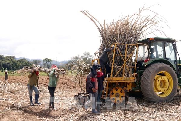 Doanh nghiệp Việt Nam tại Lào gắn kết hữu nghị - Bài 2: Mô hình hợp tác nông dân ở Attapeu 
