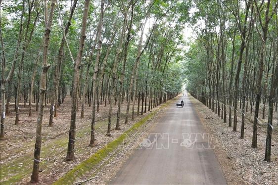 Lào hợp tác với Việt Nam để nâng cao chất lượng cao su xuất khẩu