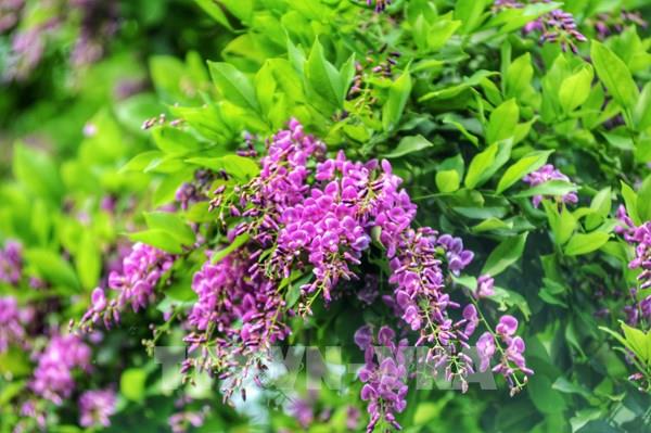 Bán đảo Sơn Trà (thành phố Đà Nẵng) rực rỡ sắc hoa