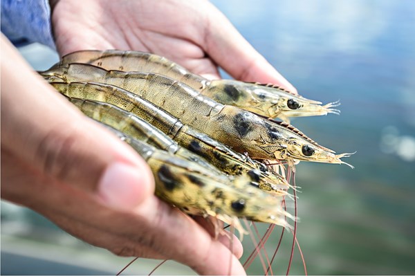 Indonesia mục tiêu sản xuất 2 triệu tấn tôm mỗi năm