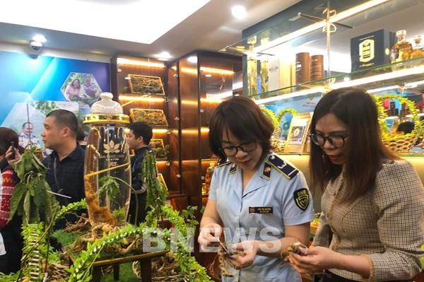 Làm sao để nhận diện đúng sâm Ngọc Linh trên thị trường?