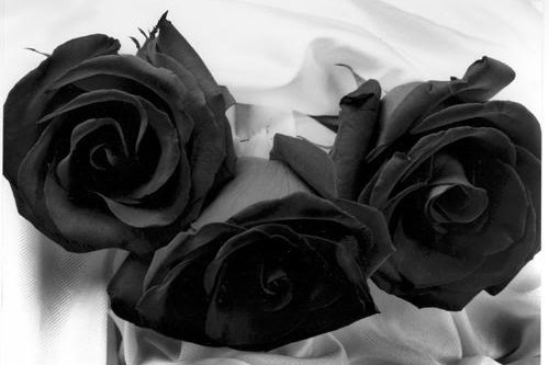 Những lời chúc ngày Valentine Đen cho người độc thân