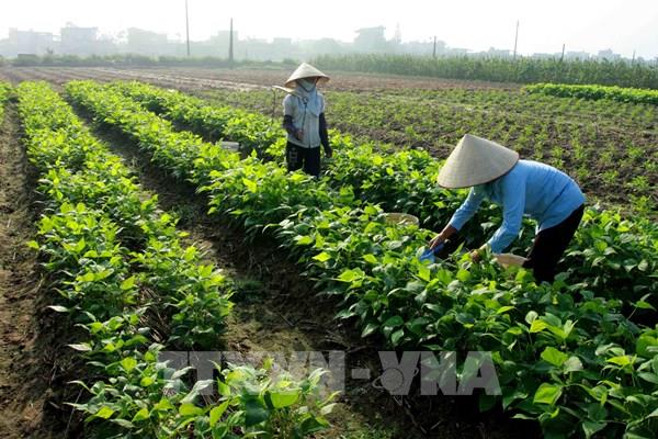 Đề nghị tiếp tục miễn thuế sử dụng đất nông nghiệp