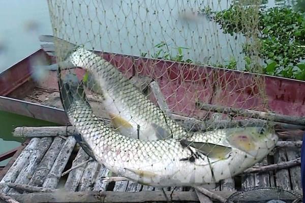 Nuôi cá lồng trên lòng hồ thuỷ điện giúp người dân xứ Thanh thoát nghèo