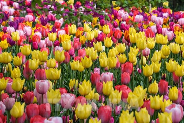 Rực rỡ lễ hội hoa Tulip tại Italy