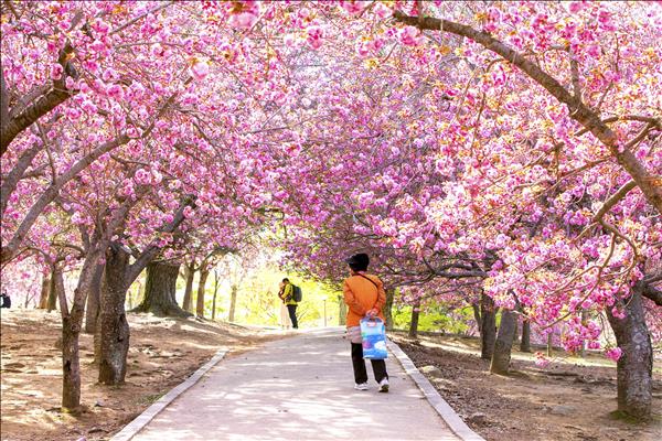 Vẻ đẹp mỹ miều của hoa Anh đào kép ở Cố đô Gyeongju (Hàn Quốc)