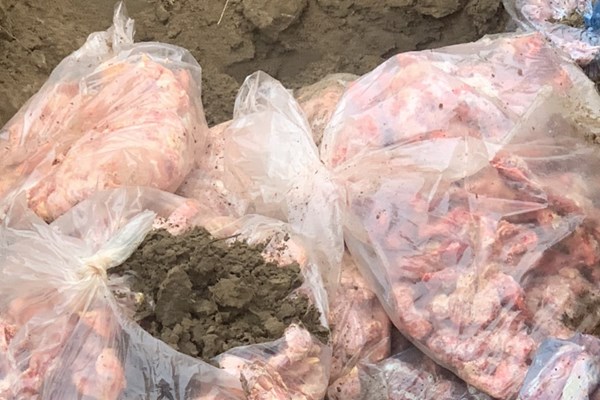 Tiêu hủy 600kg cổ, cánh gà đông lạnh không rõ nguồn gốc xuất xứ