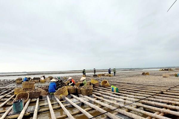 Quảng Ninh dự kiến phát triển ít nhất 5 vùng trọng điểm nuôi biển