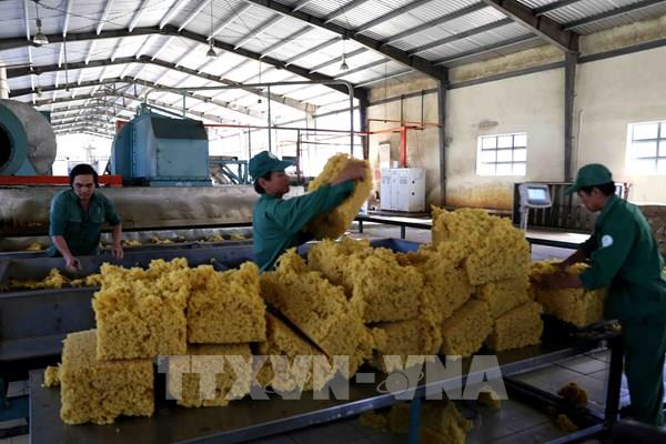 Dự báo xuất khẩu cao su năm 2025 đạt trên 11 tỷ USD
