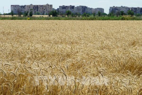 Romania muốn tiếp tục hạn chế nhập khẩu ngũ cốc Ukraine