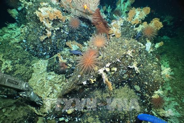 Phát hiện rạn san hô chưa từng được biết đến