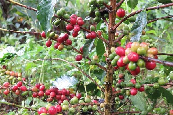 Cà phê Brazil tìm đường thâm nhập thị trường Trung Quốc