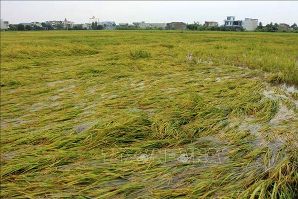 Quảng Trị: Mưa giông kèm lốc xoáy khiến 2.700 ha ha lúa ngã đổ
