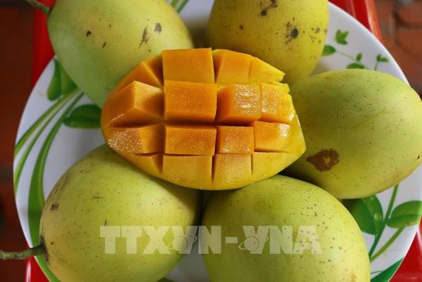 Mexico đạt sản lượng xoài kỷ lục năm 2023