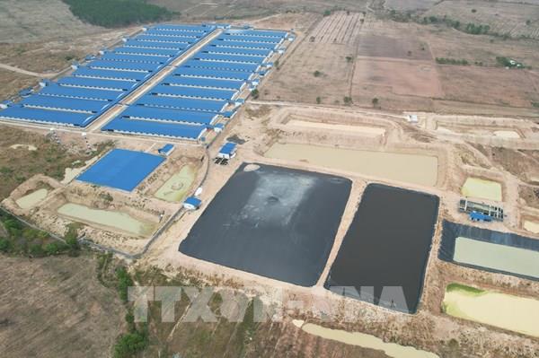 Gia Lai: Thận trọng trong việc kêu gọi đầu tư các dự án chăn nuôi quy mô nhỏ