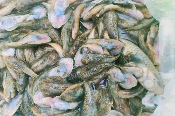 Quảng Nam: Làm rõ việc cá chết hàng loạt trên sông Nước Bươu