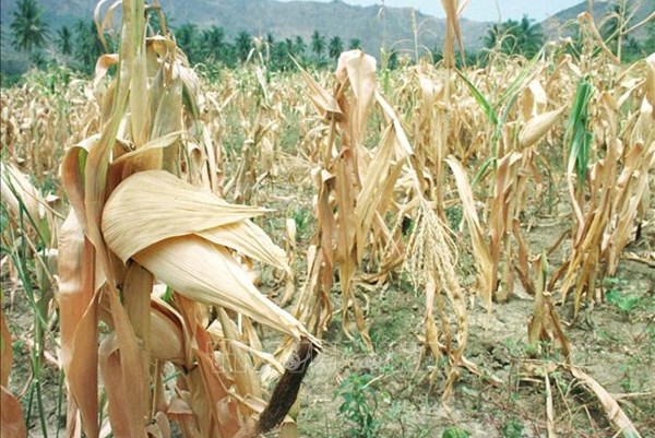 Cảnh báo hiện tượng El Nino tăng cao sẽ lập kỷ lục nắng nóng mới