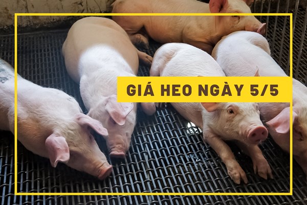 Giá heo hơi ngày 5/5: Lấy lại xu hướng tăng?