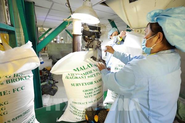 Thủ tướng chỉ đạo các giải pháp thúc đẩy sản xuất, xuất khẩu gạo