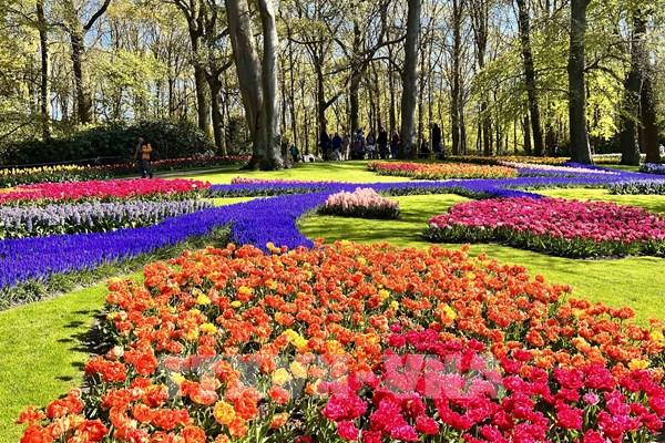 Đắm mình trong vườn hoa Tuylip nổi tiếng nhất thế giới 