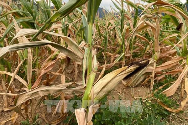 Khô hạn kéo dài, nhiều diện tích cây trồng nguy cơ mất trắng