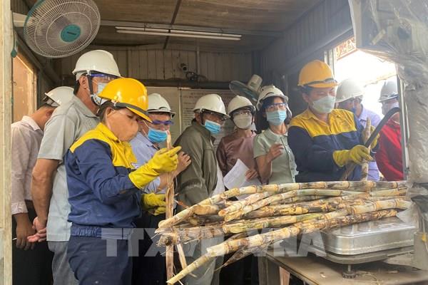 Phú Yên giám sát đo chữ đường tại doanh nghiệp thu mua mía nguyên liệu