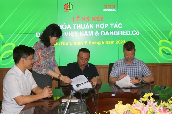 Dabaco hợp tác cùng Công ty Danbred phát triển đàn lợn cụ kỵ chất lượng cao