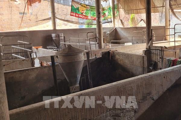 Giá lợn hơi xuống thấp, người nuôi ngậm ngùi “treo chuồng”