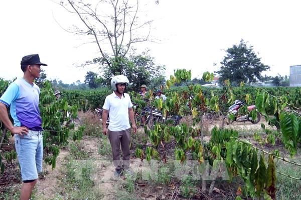 Khoảng 1.100 ha sản xuất nông nghiệp ở miền núi phía Bắc có nguy cơ bị hạn