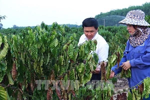 Nhiều diện tích cà phê ở Kon Tum bị ảnh hưởng do nắng hạn