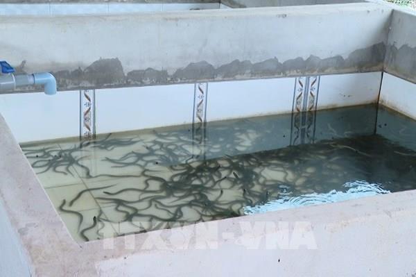 Thu nhập tiền tỷ từ nuôi lươn không bùn trong bể xi măng