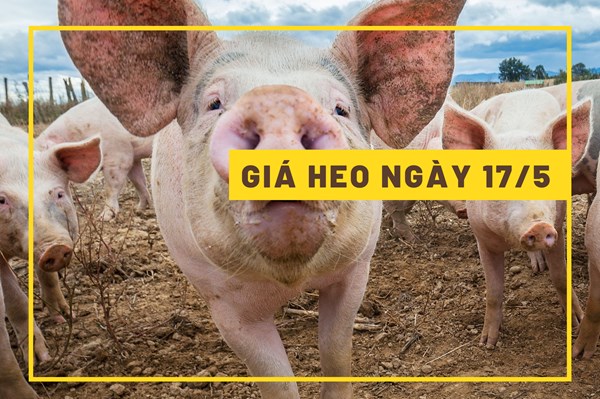 Giá heo hơi hôm nay 17/5: Tăng tới 3.000 đồng/kg