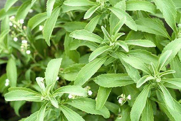 WHO đưa ra khuyến cáo về các chất tạo ngọt không đường