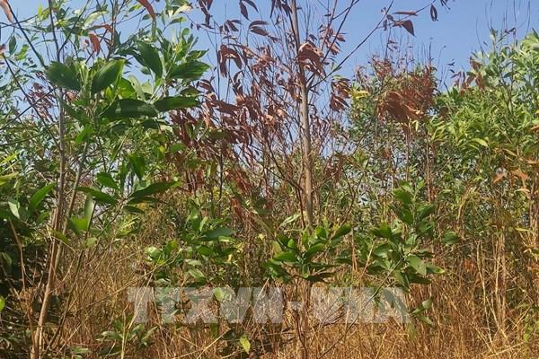 Gia Lai: Điều tra nguyên nhân hơn 31 ha rừng chết bất thường