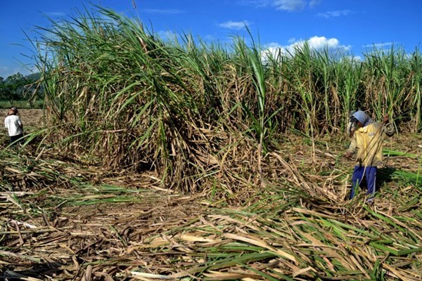 Indonesia phát triển trồng mía ở vùng đất đầm lầy