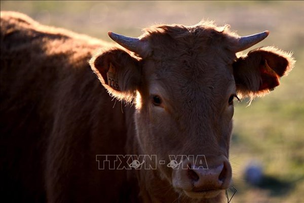 Mỹ phát hiện trường hợp mắc bệnh bò điên mới