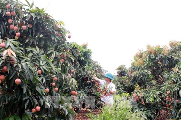 Phân định vùng trồng gắn với kế hoạch xuất khẩu cho vải thiều sớm Tân Yên