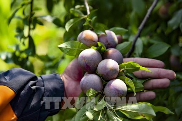 Mùa mận chín ở thung lũng Phiêng Ban (Điện Biên)