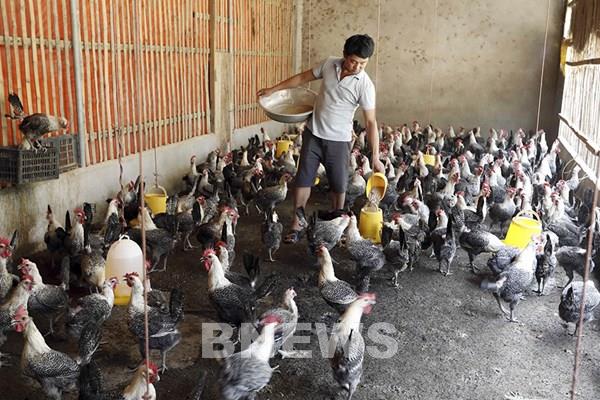 Tín dụng chính sách đánh thức vùng quê Anh Sơn