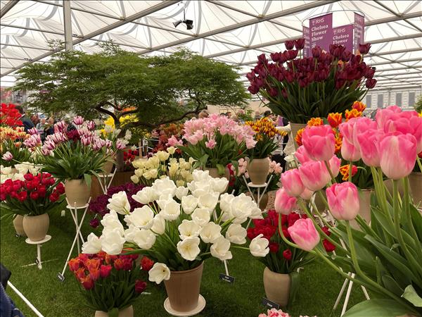 Người Việt đầu tiên đoạt giải tại triển lãm hoa danh giá nhất thế giới