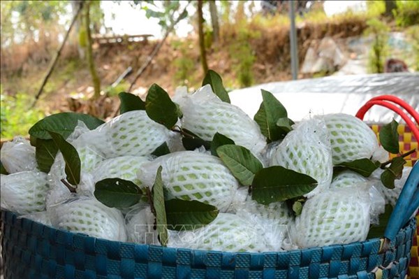 Ổi lê Cao Lãnh được cấp chứng nhận nhãn hiệu