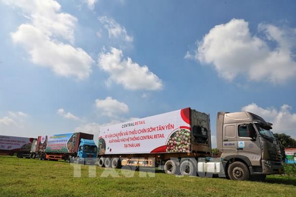 Kết nối tiêu thụ vải thiều chín sớm Tân Yên