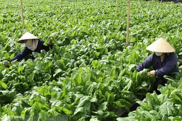 Mưa kéo dài khiến nhiều loại rau Đà Lạt tăng giá